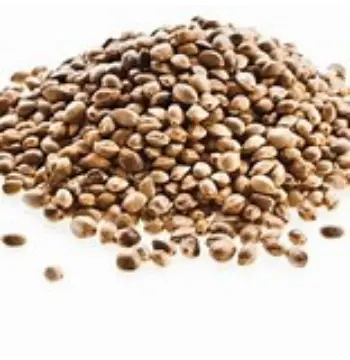 Organic Hemp Seeds